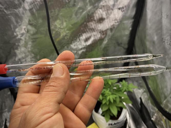 Pheno B Pickle Lemon Haze F1 Zamnesia. Week 4 - tools 