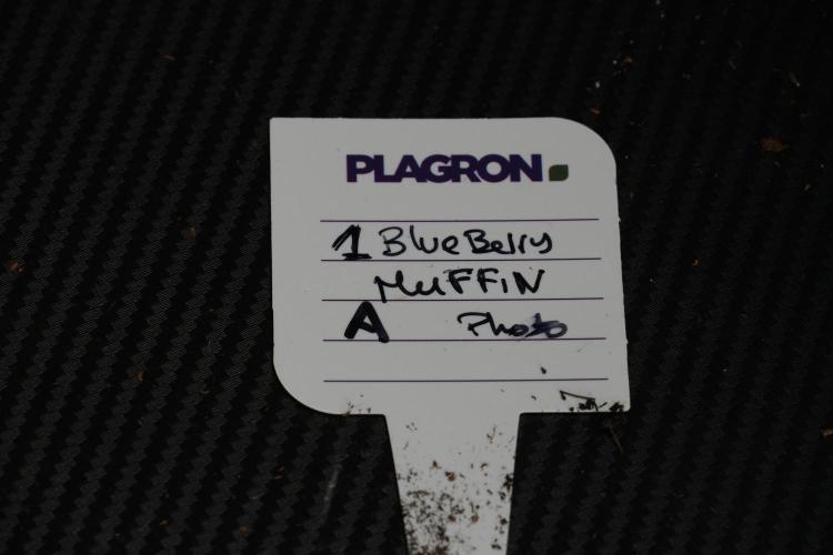 Blueberry  Muffin by Zamnesia Pheno A. Week 6 - Blueberry Muffin  Plant A