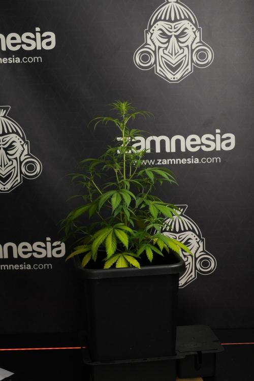 Blueberry  Muffin by Zamnesia Pheno A. Week 6 - Blueberry Muffin  Plant A