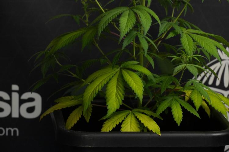 Blueberry  Muffin by Zamnesia Pheno A. Week 6 - Blueberry Muffin  Plant A