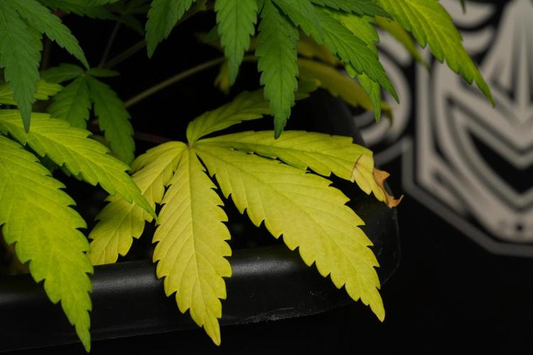 Blueberry  Muffin by Zamnesia Pheno A. Week 6 - Blueberry Muffin  Plant A