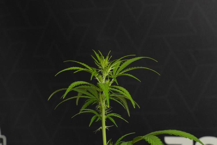 Blueberry  Muffin by Zamnesia Pheno A. Week 6 - Blueberry Muffin  Plant A