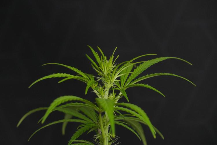 Blueberry  Muffin by Zamnesia Pheno A. Week 6 - Blueberry Muffin  Plant A