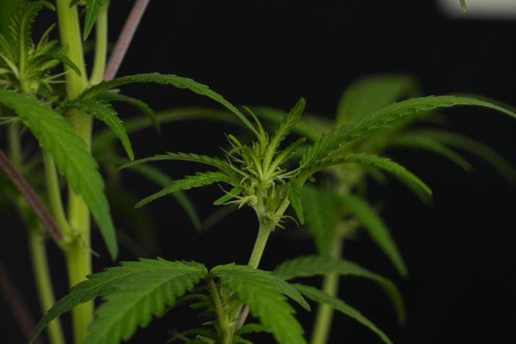 Blueberry  Muffin by Zamnesia Pheno A. Week 6 - Blueberry Muffin  Plant A