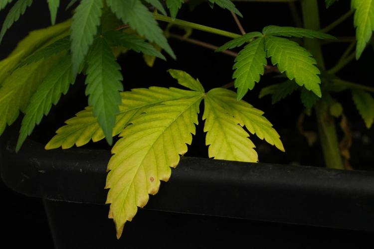 Blueberry  Muffin by Zamnesia Pheno A. Week 6 - Blueberry Muffin  Plant A