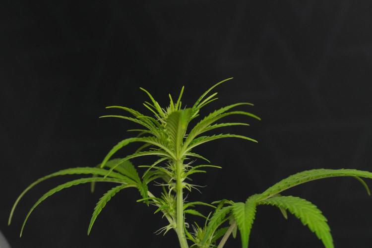 Blueberry  Muffin by Zamnesia Pheno A. Week 6 - Blueberry Muffin  Plant A