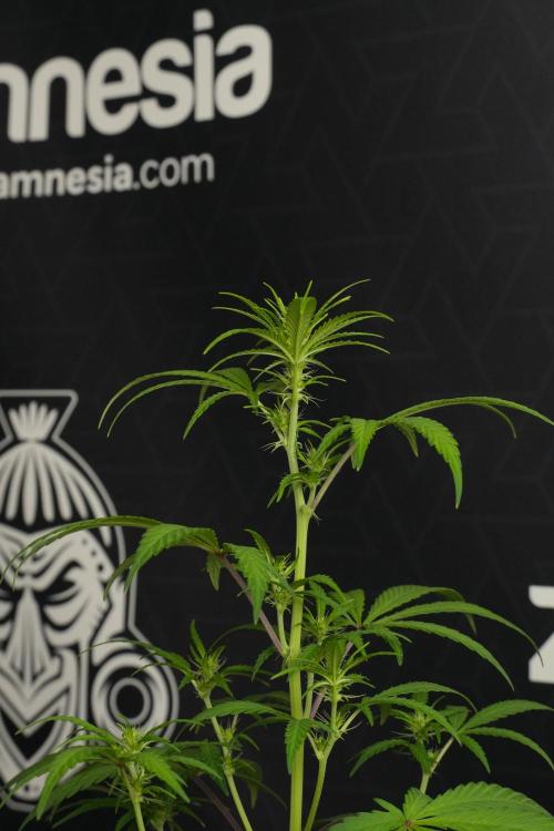 Blueberry  Muffin by Zamnesia Pheno A. Week 6 - Blueberry Muffin  Plant A