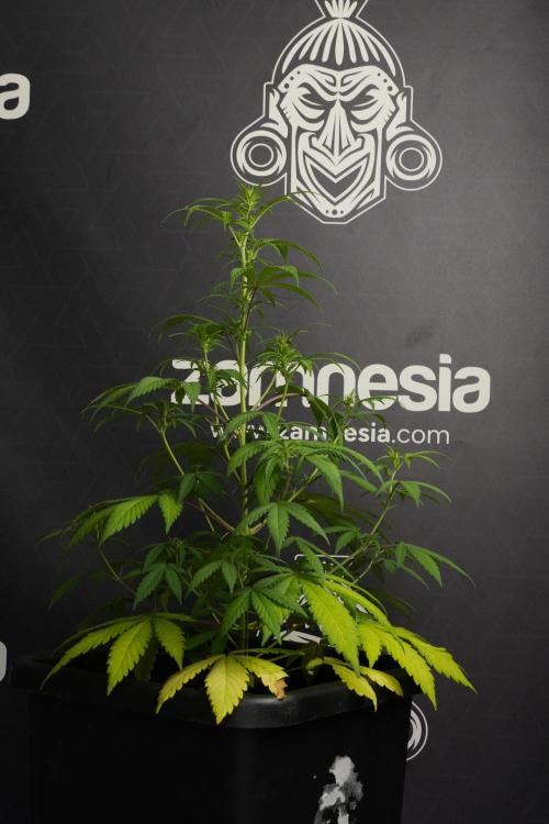 Blueberry  Muffin by Zamnesia Pheno A. Week 6 - Blueberry Muffin  Plant A