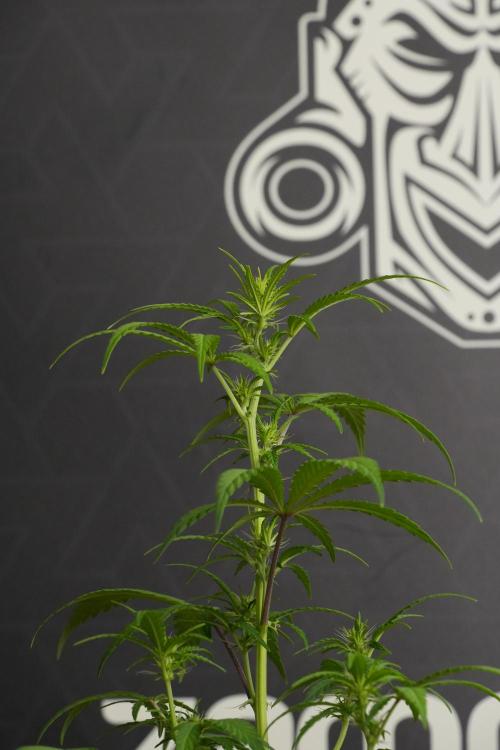 Blueberry  Muffin by Zamnesia Pheno A. Week 6 - Blueberry Muffin  Plant A