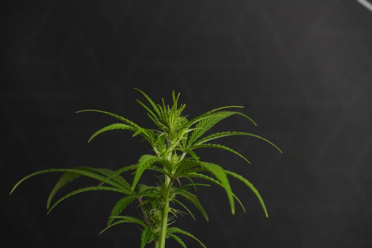 Blueberry  Muffin by Zamnesia Pheno A. Week 6 - Blueberry Muffin  Plant A