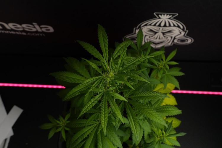 Blueberry  Muffin by Zamnesia Pheno A. Week 6 - Blueberry Muffin  Plant A
