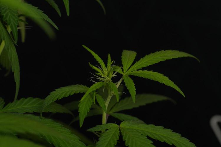 Blueberry  Muffin by Zamnesia Pheno A. Week 6 - Blueberry Muffin  Plant A