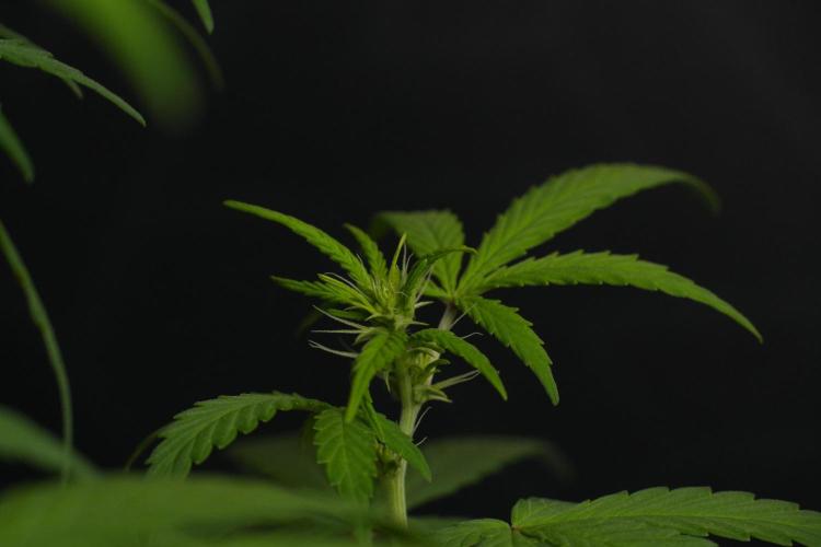 Blueberry  Muffin by Zamnesia Pheno A. Week 6 - Blueberry Muffin  Plant A