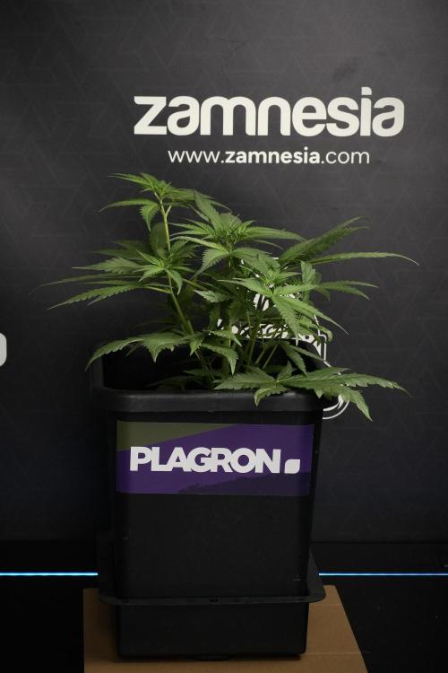 Pheno B Blueberry  Muffin by Zamnesia. Week 6 - Blueberry Muffin Pant B 