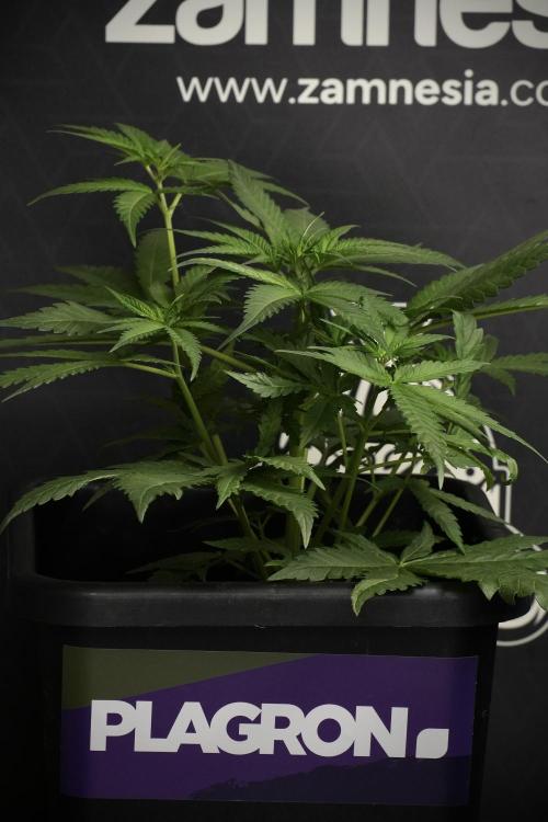 Pheno B Blueberry  Muffin by Zamnesia. Week 6 - Blueberry Muffin Pant B 