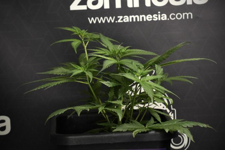 Pheno B Blueberry  Muffin by Zamnesia. Week 6 - Blueberry Muffin Pant B 