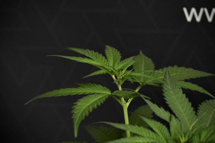 Pheno B Blueberry  Muffin by Zamnesia. Week 6 - Blueberry Muffin Pant B 