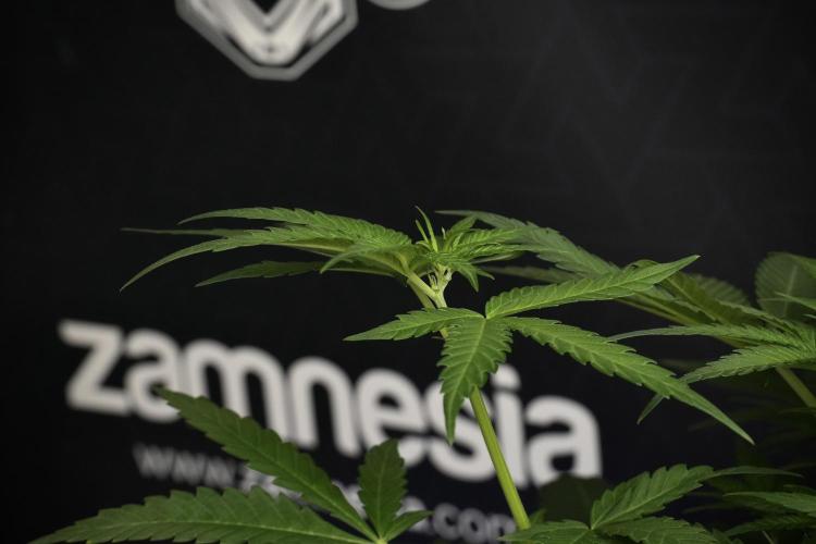 Pheno B Blueberry  Muffin by Zamnesia. Week 6 - Blueberry Muffin Pant B 