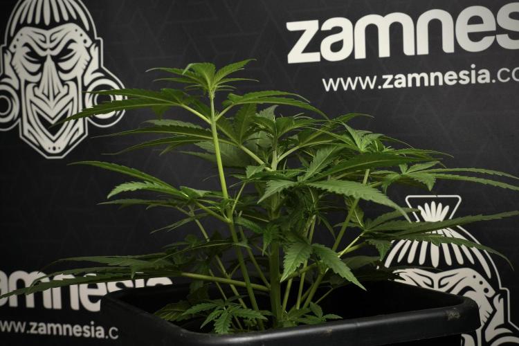 Pheno B Blueberry  Muffin by Zamnesia. Week 6 - Blueberry Muffin Pant B 