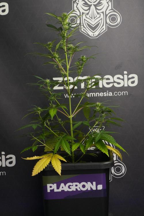 Cash Express By Zamnesia Pheno A. Week 6 - Cash Express Pheno A 
