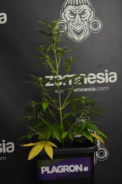 Cash Express By Zamnesia Pheno A. Week 6 - Cash Express Pheno A 