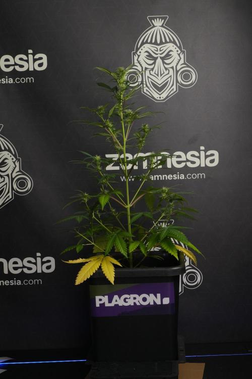Cash Express By Zamnesia Pheno A. Week 6 - Cash Express Pheno A 