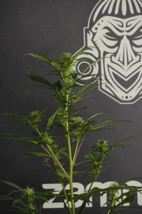 Cash Express By Zamnesia Pheno A. Week 6 - Cash Express Pheno A 