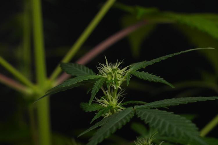 Cash Express By Zamnesia Pheno A. Week 6 - Cash Express Pheno A 