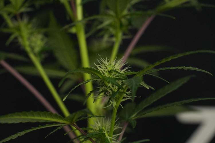 Cash Express By Zamnesia Pheno A. Week 6 - Cash Express Pheno A 