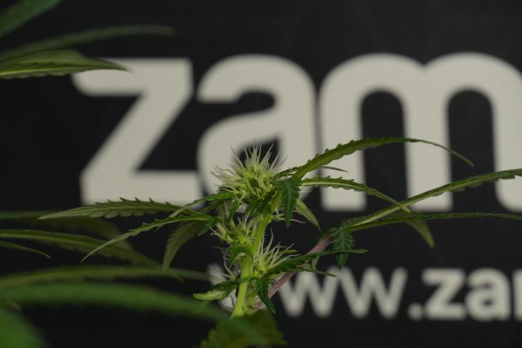 Cash Express By Zamnesia Pheno A. Week 6 - Cash Express Pheno A 
