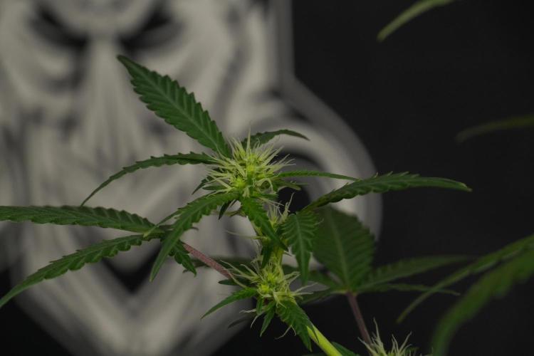 Cash Express By Zamnesia Pheno A. Week 6 - Cash Express Pheno A 