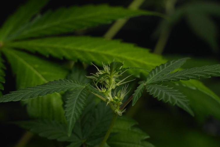 Cash Express By Zamnesia Pheno A. Week 6 - Cash Express Pheno A 