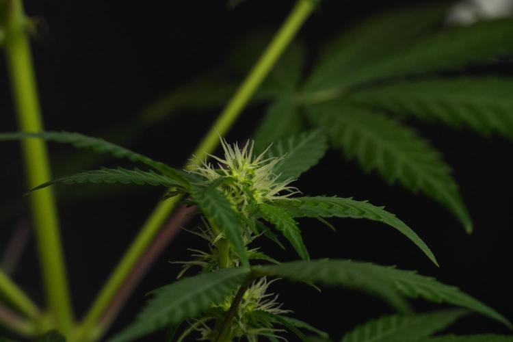 Cash Express By Zamnesia Pheno A. Week 6 - Cash Express Pheno A 