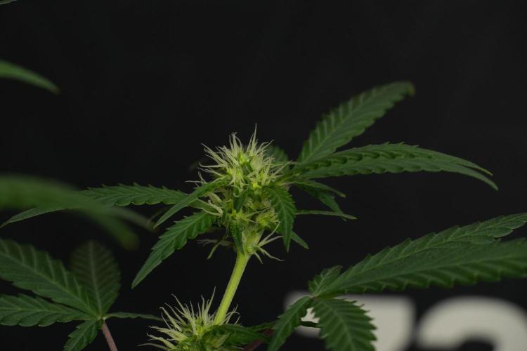 Cash Express By Zamnesia Pheno A. Week 6 - Cash Express Pheno A 