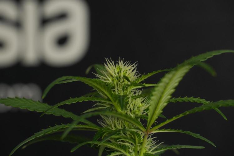 Cash Express By Zamnesia Pheno A. Week 6 - Cash Express Pheno A 