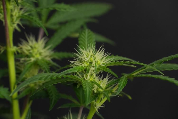 Cash Express By Zamnesia Pheno A. Week 6 - Cash Express Pheno A 