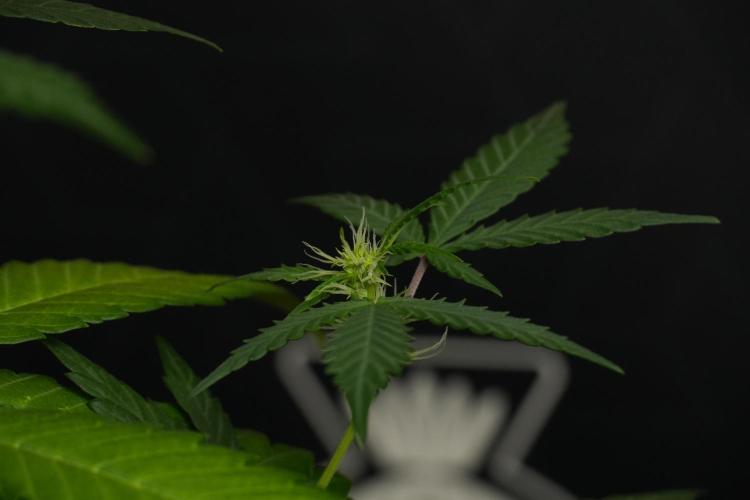 Cash Express By Zamnesia Pheno A. Week 6 - Cash Express Pheno A 