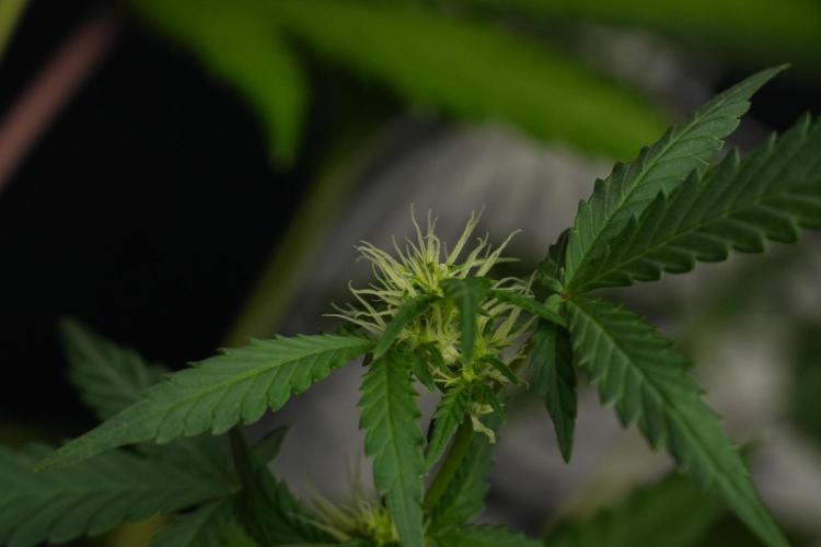 Cash Express By Zamnesia Pheno A. Week 6 - Cash Express Pheno A 