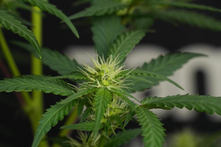 Cash Express By Zamnesia Pheno A. Week 6 - Cash Express Pheno A 