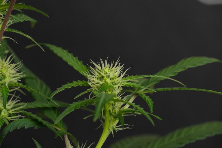 Cash Express By Zamnesia Pheno A. Week 6 - Cash Express Pheno A 