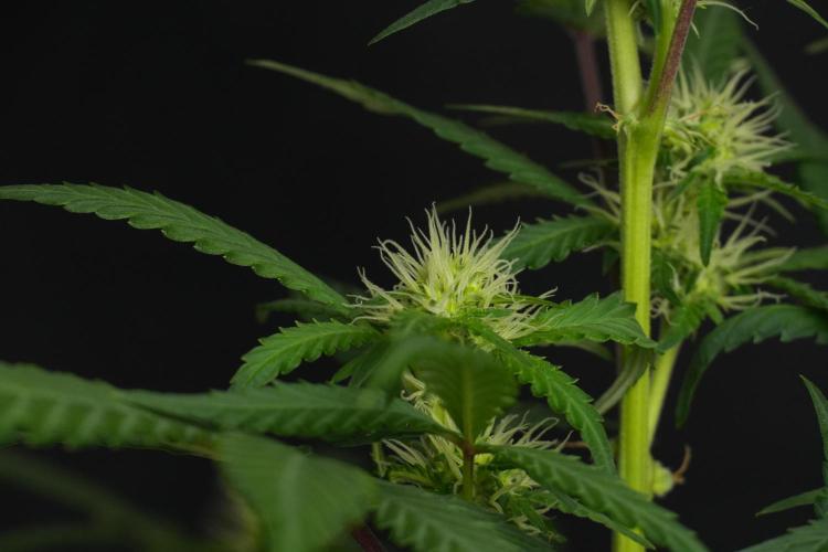 Cash Express By Zamnesia Pheno A. Week 6 - Cash Express Pheno A 