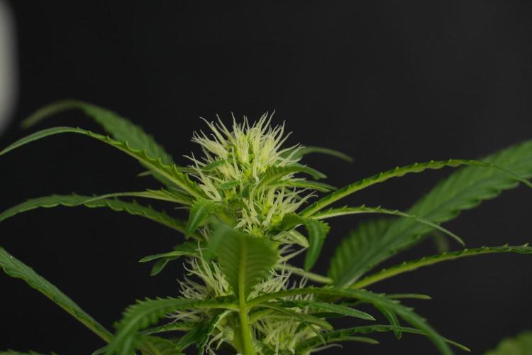 Cash Express By Zamnesia Pheno A. Week 6 - Cash Express Pheno A 