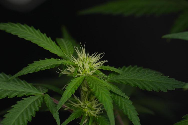 Cash Express By Zamnesia Pheno A. Week 6 - Cash Express Pheno A 
