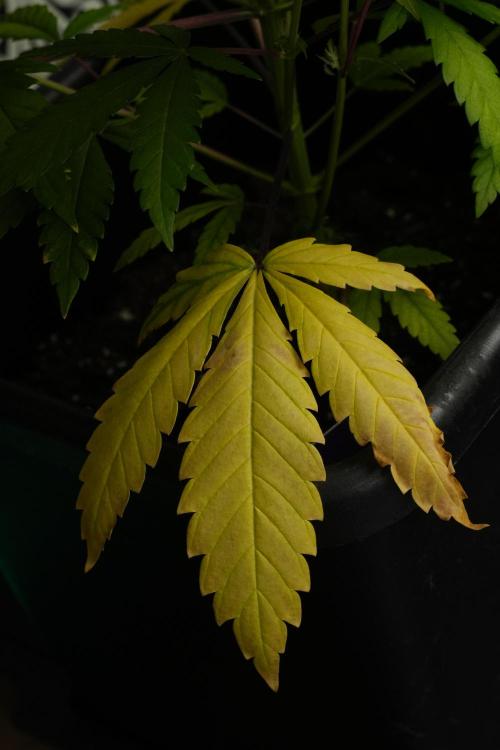 Cash Express By Zamnesia Pheno A. Week 6 - give me food 