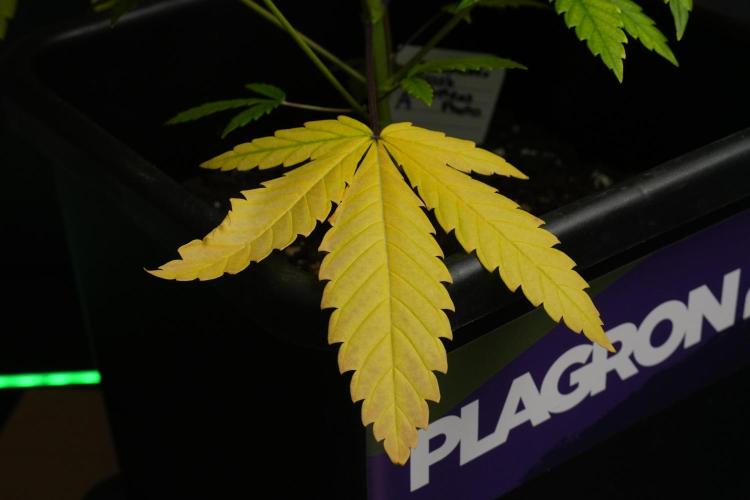 Cash Express By Zamnesia Pheno A. Week 6 - give me food 