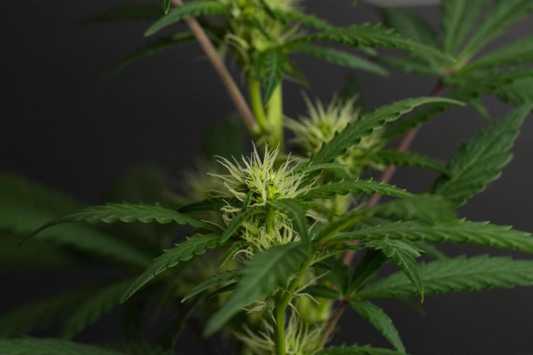 Cash Express By Zamnesia Pheno A. Week 6 - Cash Express Pheno A 