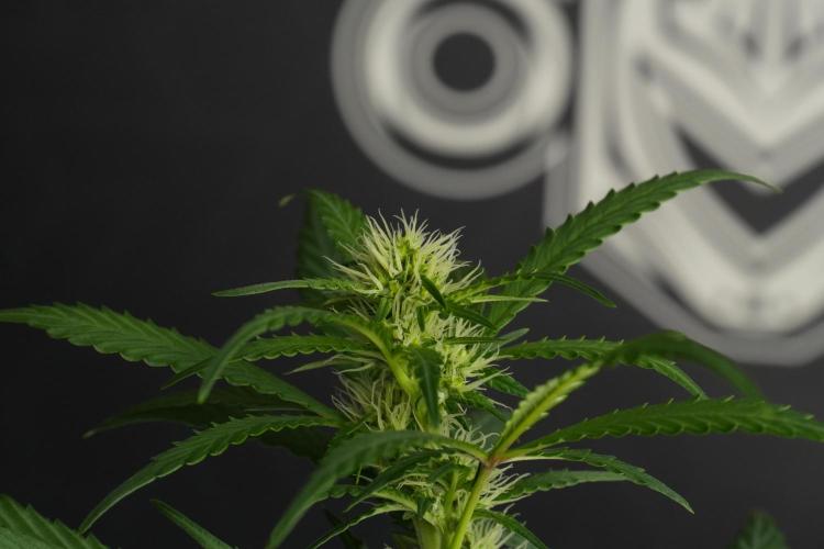 Cash Express By Zamnesia Pheno A. Week 6 - Cash Express Pheno A 
