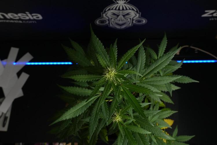Cash Express By Zamnesia Pheno A. Week 6 - Cash Express Pheno A 