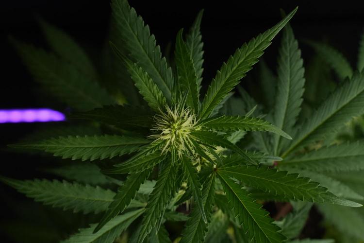 Cash Express By Zamnesia Pheno A. Week 6 - Cash Express Pheno A 