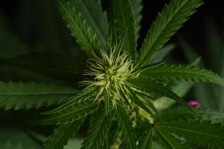 Cash Express By Zamnesia Pheno A. Week 6 - Cash Express Pheno A 